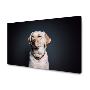 Obraz na płótnie Zwierzęta Labrador 40X30 cm